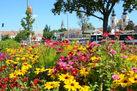 Városszerte csodálatosak az egynyári növényekkel beültetett virágágyások